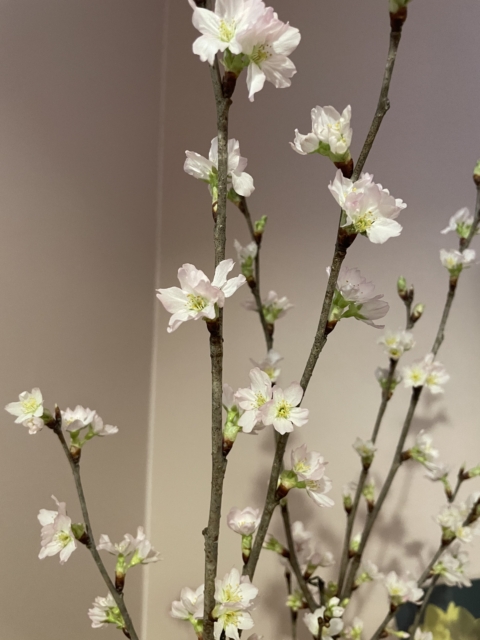 今日から3月…🌸