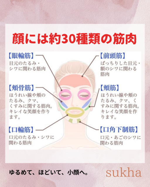 顔には、約30種類の筋肉がある？😳