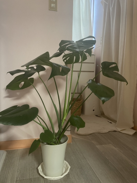 植物を置くと運気が変わると言われる理由🌳