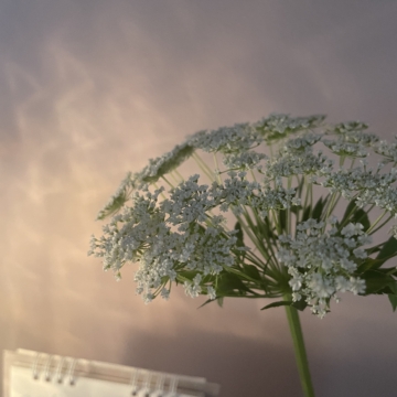 スウカというお仕事