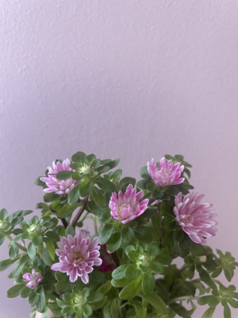 ご先祖様にありがとう💐